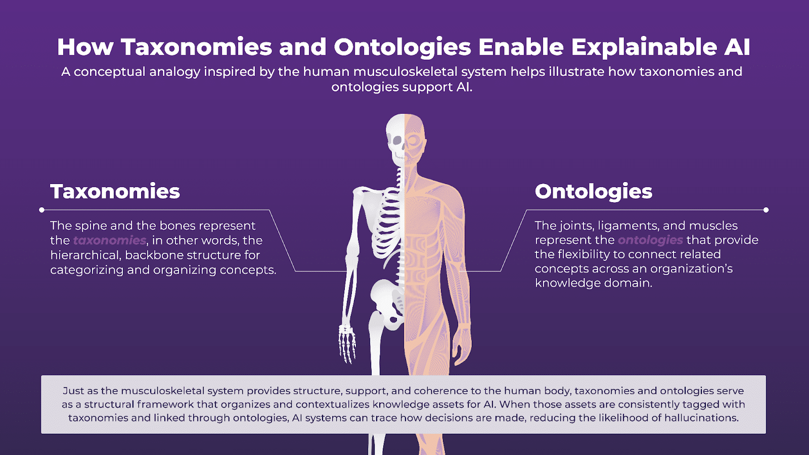 Just as the musculoskeletal system provides structure, support, and coherence to the human body, taxonomies and ontologies serve as a structural framework that organizes and contextualizes knowledge assets for AI. When those assets are consistently tagged with taxonomies and linked through ontologies, AI systems can trace how decisions are made, reducing the likelihood of hallucinations.

Taxonomies: the spine and the bones represent the taxonomies, in other words, the hierarchical backbone structure for categorizing and organizing concepts.

Ontologies: the joints, ligaments, and muscles represent the ontologies that provide the flexibility to connect related concepts across an organization's knowledge domain.